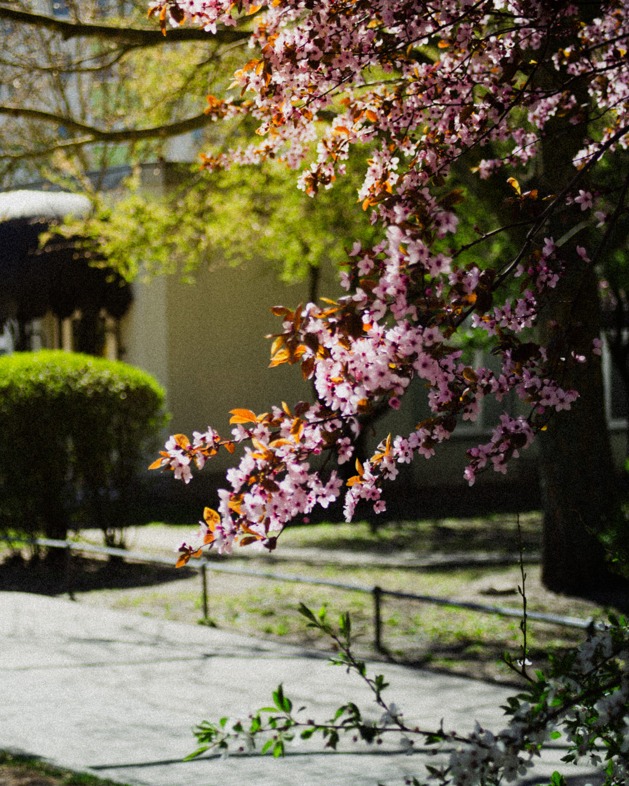 IMG_4964-2 IMG_4964-2