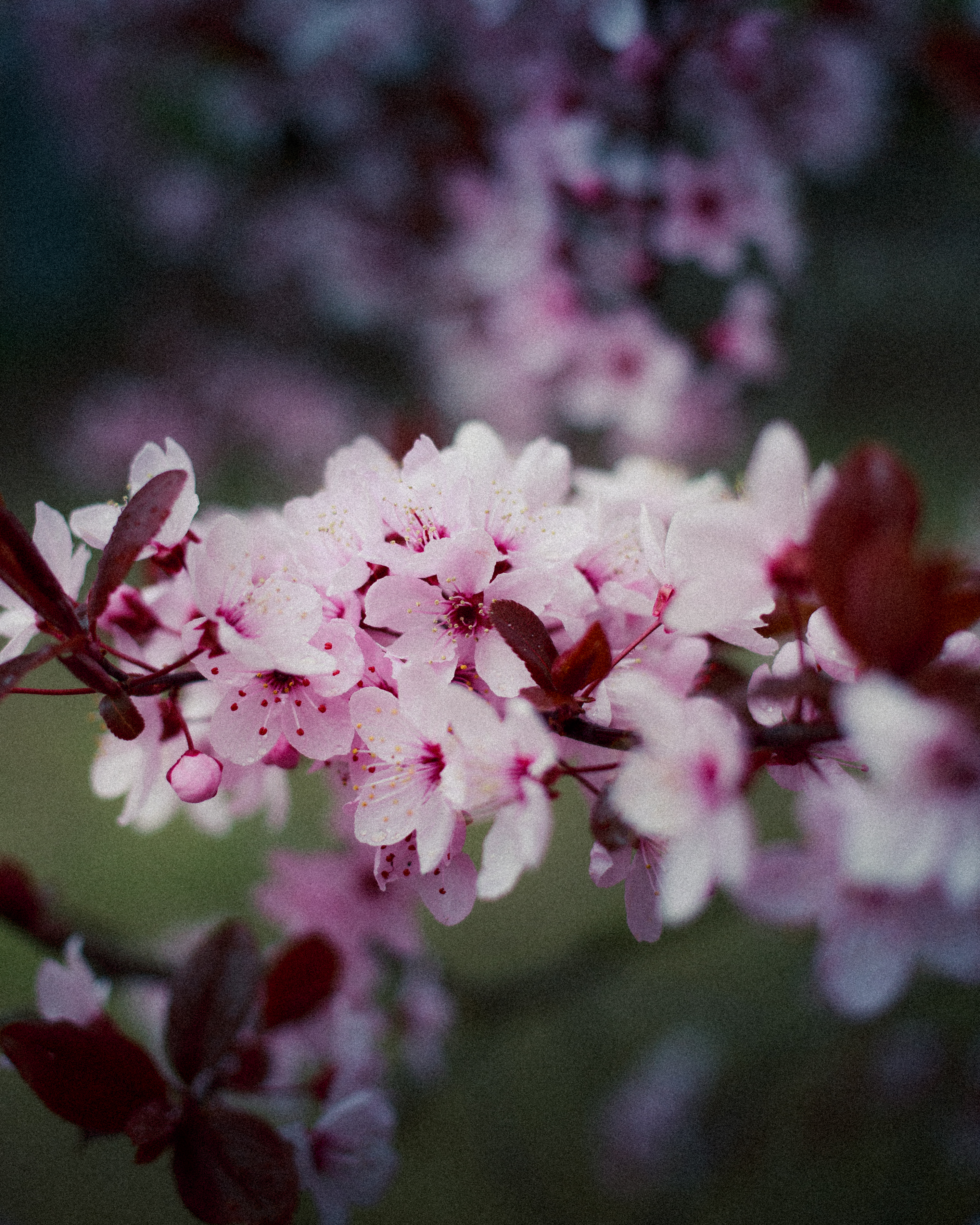 Cherry blossom festival 2026
